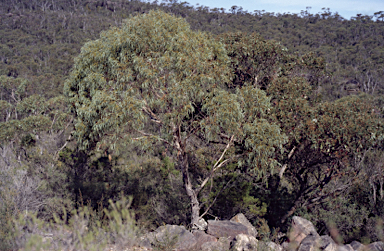 APII jpeg image of Eucalyptus aromaphloia subsp. aromaphloia  © contact APII