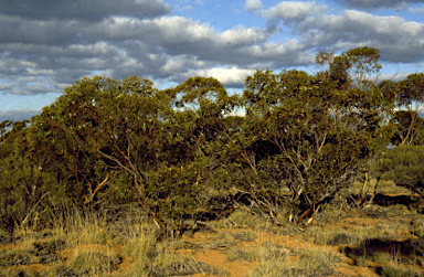 APII jpeg image of Eucalyptus articulata  © contact APII