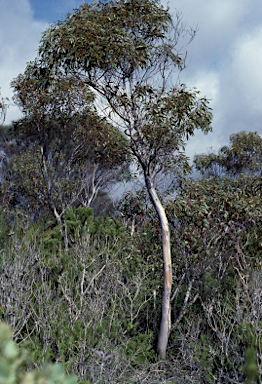 APII jpeg image of Eucalyptus aspersa  © contact APII