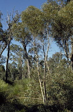 APII jpeg image of Eucalyptus aspersa  © contact APII
