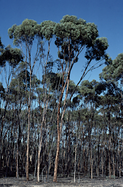 APII jpeg image of Eucalyptus astringens subsp. astringens  © contact APII