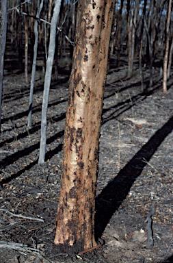 APII jpeg image of Eucalyptus astringens subsp. astringens  © contact APII