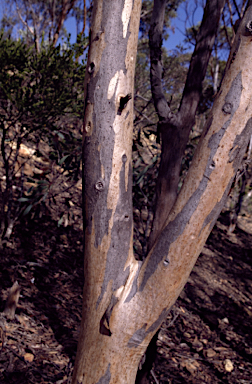 APII jpeg image of Eucalyptus astringens subsp. redacta  © contact APII