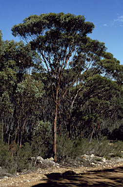 APII jpeg image of Eucalyptus astringens subsp. redacta  © contact APII