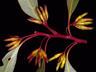 APII jpeg image of Eucalyptus astringens subsp. redacta  © contact APII