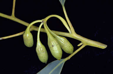 APII jpeg image of Eucalyptus balanopelex  © contact APII