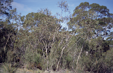 APII jpeg image of Eucalyptus barberi  © contact APII