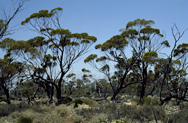 APII jpeg image of Eucalyptus baudiniana  © contact APII