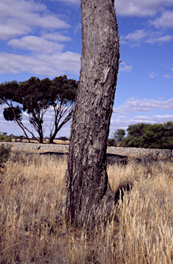 APII jpeg image of Eucalyptus baudiniana  © contact APII