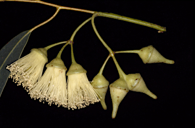 APII jpeg image of Eucalyptus beardiana  © contact APII