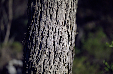 APII jpeg image of Eucalyptus oleosa subsp. corvina  © contact APII