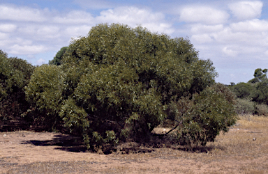APII jpeg image of Eucalyptus oraria  © contact APII