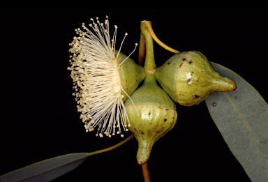 APII jpeg image of Eucalyptus oldfieldii  © contact APII