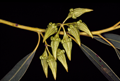 APII jpeg image of Eucalyptus ornata  © contact APII