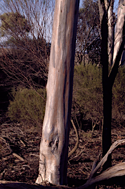 APII jpeg image of Eucalyptus ornata  © contact APII