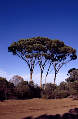 APII jpeg image of Eucalyptus ornata  © contact APII