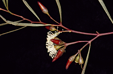 APII jpeg image of Eucalyptus orthostemon  © contact APII