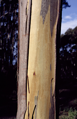 APII jpeg image of Eucalyptus paliformis  © contact APII