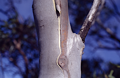 APII jpeg image of Eucalyptus pauciflora subsp. parvifructa  © contact APII