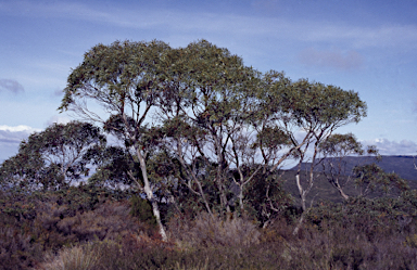 APII jpeg image of Eucalyptus pauciflora subsp. parvifructa  © contact APII