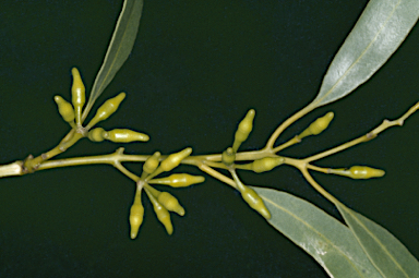 APII jpeg image of Eucalyptus peninsularis  © contact APII