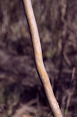 APII jpeg image of Eucalyptus perangusta  © contact APII