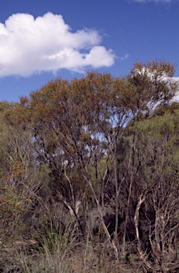 APII jpeg image of Eucalyptus perangusta  © contact APII