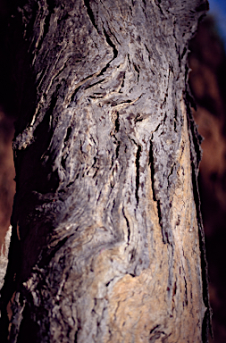 APII jpeg image of Eucalyptus petiolaris  © contact APII