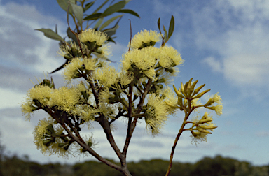 APII jpeg image of Eucalyptus phaenophylla subsp. phaenophylla  © contact APII