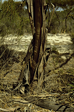 APII jpeg image of Eucalyptus phaenophylla subsp. phaenophylla  © contact APII