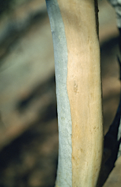 APII jpeg image of Eucalyptus phenax subsp. phenax  © contact APII