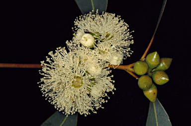 APII jpeg image of Eucalyptus phylacis  © contact APII