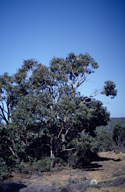 APII jpeg image of Eucalyptus phylacis  © contact APII