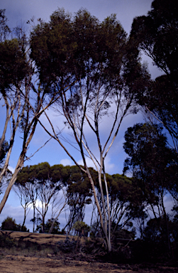 APII jpeg image of Eucalyptus pileata  © contact APII