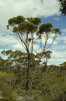 APII jpeg image of Eucalyptus sparsicoma  © contact APII