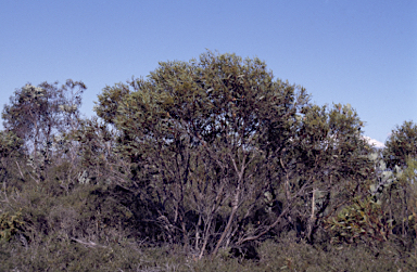 APII jpeg image of Eucalyptus phaenophylla subsp. interjacens  © contact APII