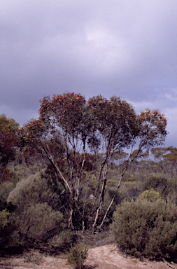 APII jpeg image of Eucalyptus platycorys  © contact APII