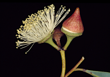 APII jpeg image of Eucalyptus platydisca  © contact APII