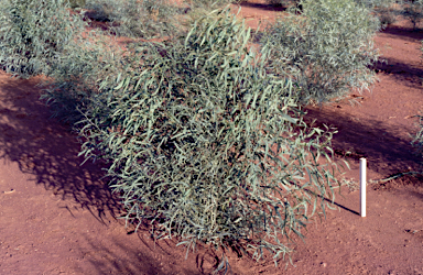 APII jpeg image of Eucalyptus polybracrea  © contact APII