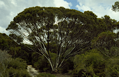 APII jpeg image of Eucalyptus praetermissa  © contact APII