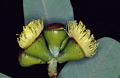 APII jpeg image of Eucalyptus preissiana subsp. preissiana  © contact APII