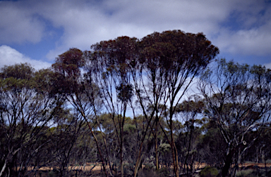 APII jpeg image of Eucalyptus protensa  © contact APII