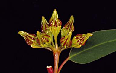 APII jpeg image of Eucalyptus pterocarpa  © contact APII