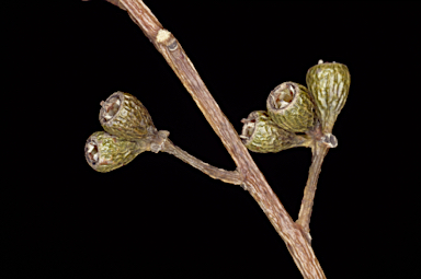 APII jpeg image of Eucalyptus subangusta subsp. pusilla  © contact APII