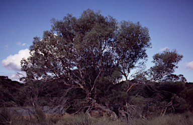 APII jpeg image of Eucalyptus pyriformis  © contact APII