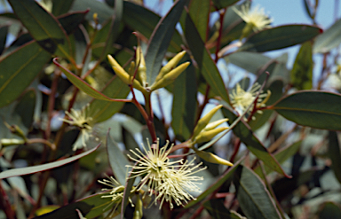 APII jpeg image of Eucalyptus redunca  © contact APII