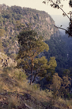APII jpeg image of Eucalyptus retinens  © contact APII