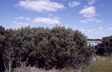 APII jpeg image of Eucalyptus rigens  © contact APII