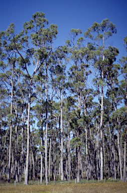 APII jpeg image of Eucalyptus rodwayi  © contact APII