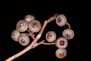APII jpeg image of Eucalyptus rosacea  © contact APII